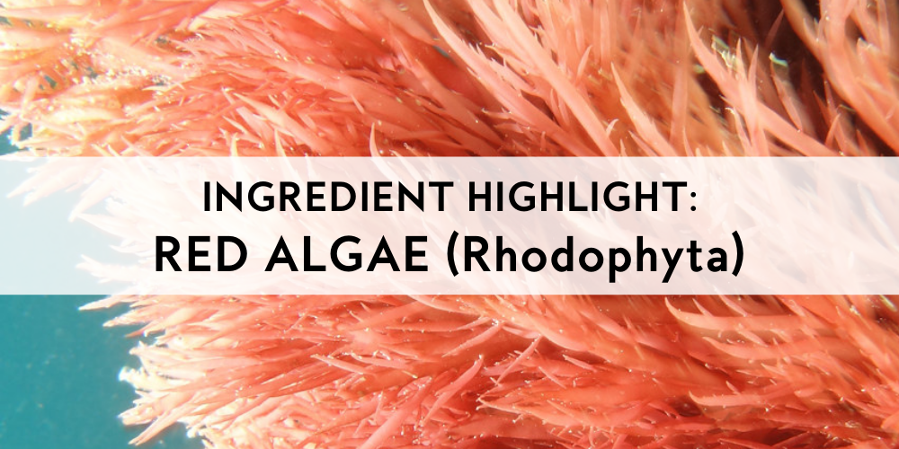 Ingredient Highlight: Red Algae (Rhodophyta) Mikel Kristi Skincare Blog Cover. Image of underwater Red Algae. Benefits of Red Algae in Skincare. 