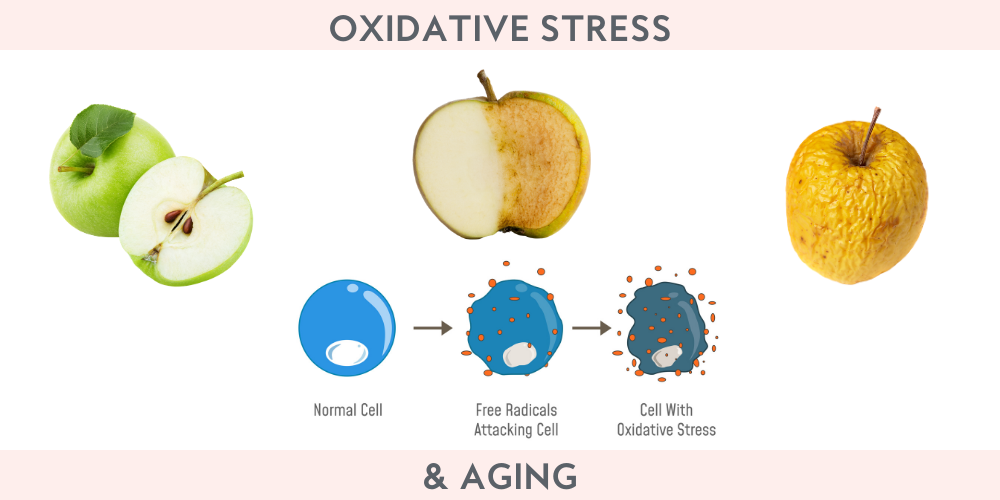 Oxidative Stress & Aging - Mikel Kristi