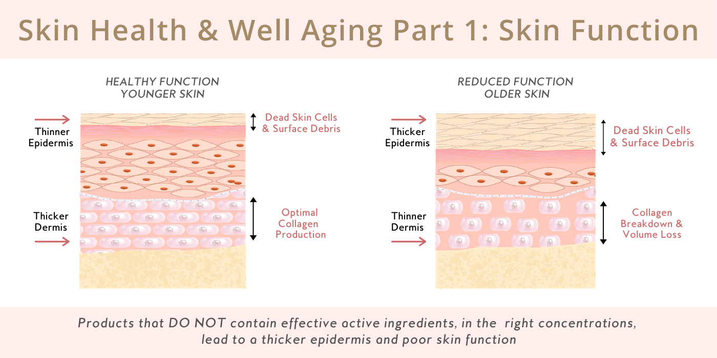 Skin Health and Well Aging - Skin Function blog cover. The layers of the skin, changes with age. 
