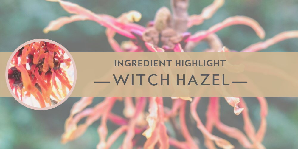 Mikel Kristi Skincare Cosmeceutical ingredient highlight - Witch Hazel, Hamamelis Virginiana shrub, bark, extract